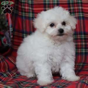 Gracie, Bichon Frise Puppy
